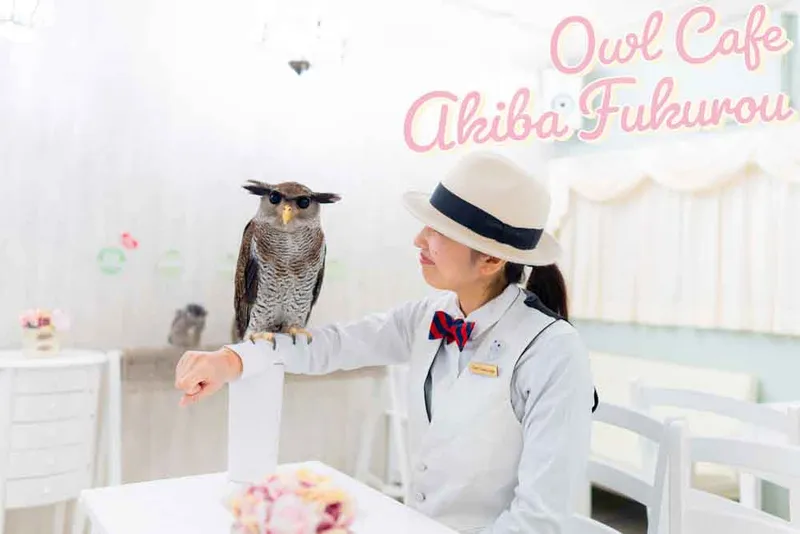 Owl Cafe Tokyo